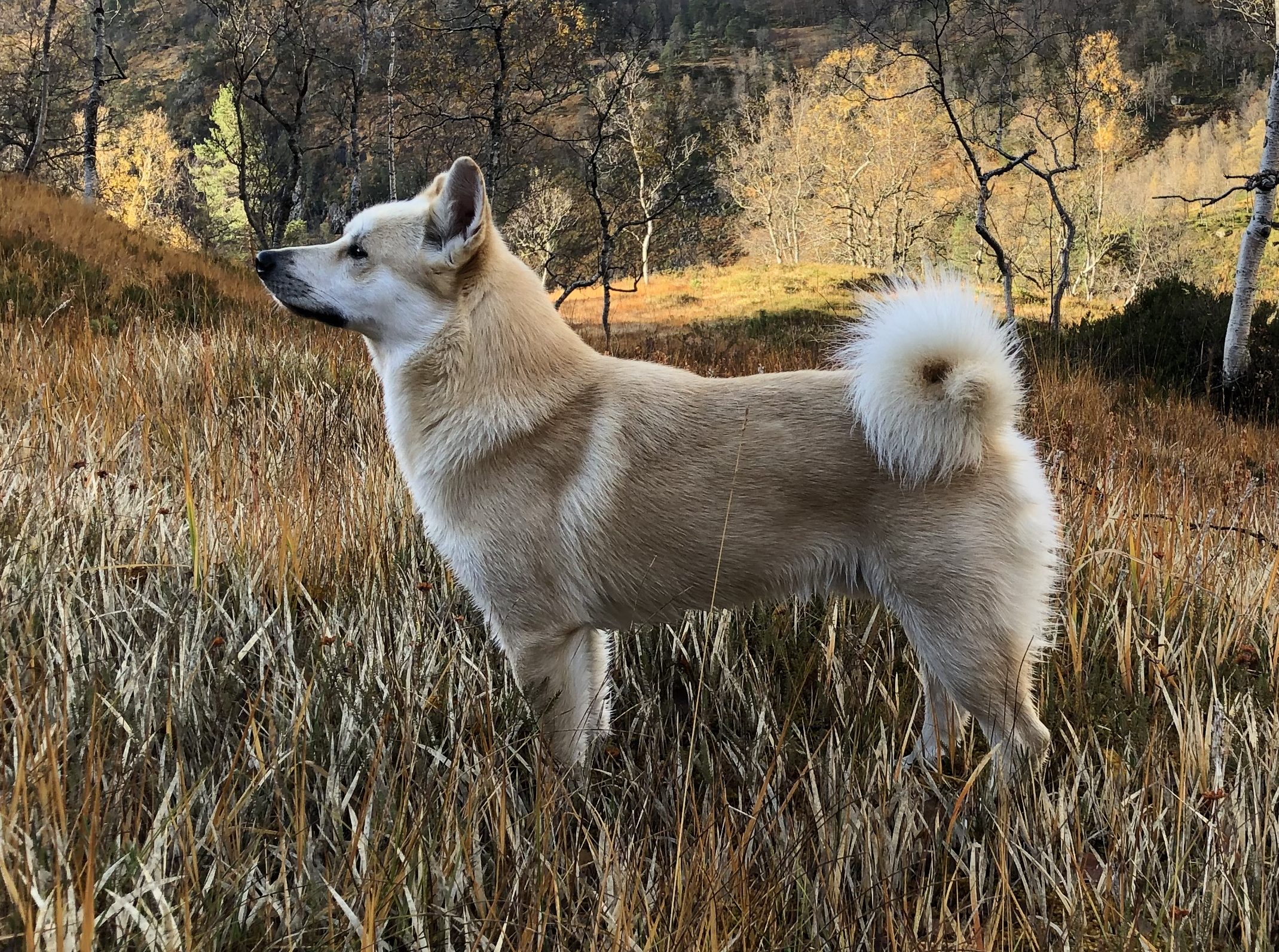 Buhund står i myr med skog i bakgrunnen.