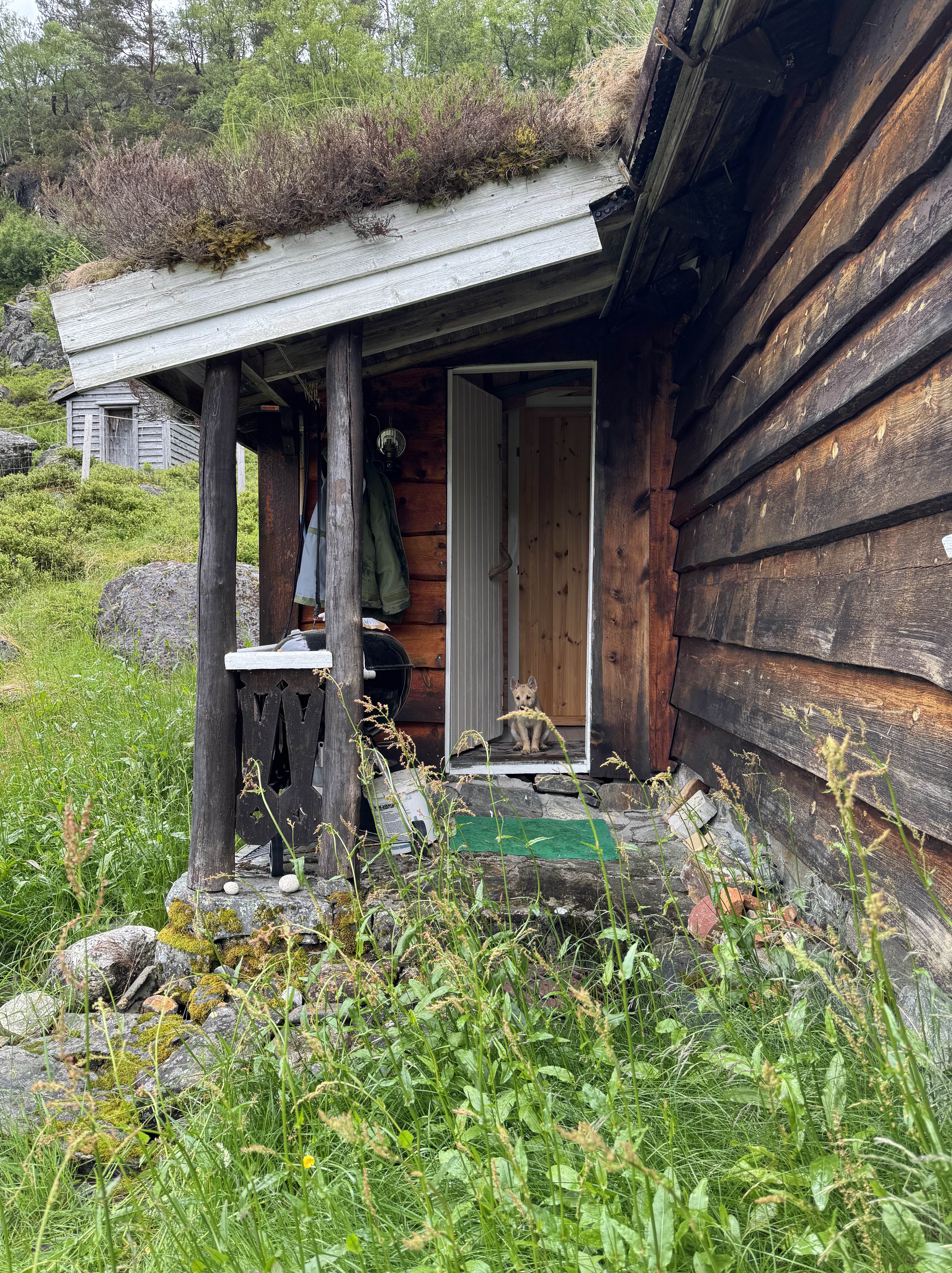 En valp sitter på trappa foran en inngangsdør til ei hytte