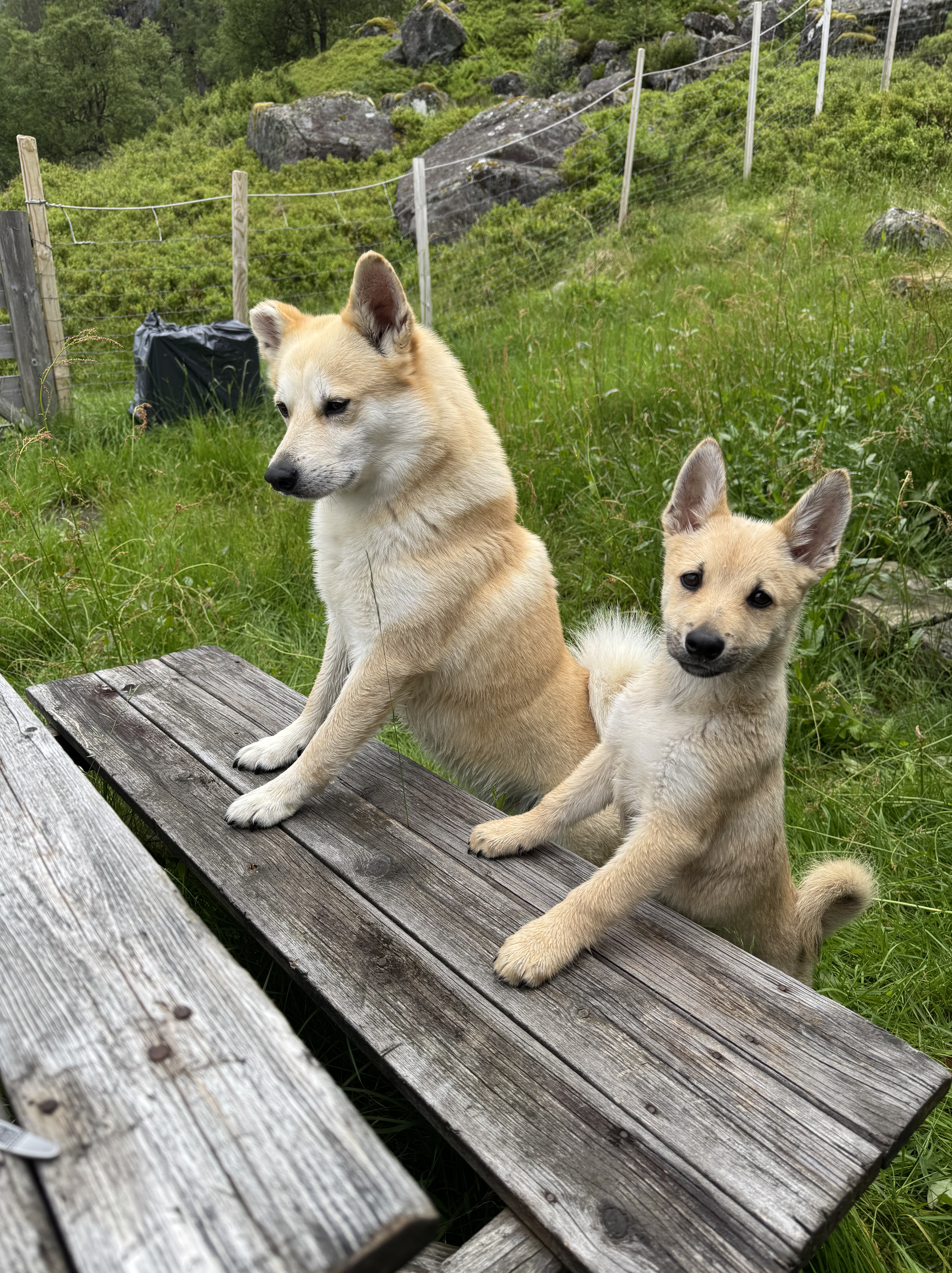 To hunder står på bakbeina med forlabbene på en benk