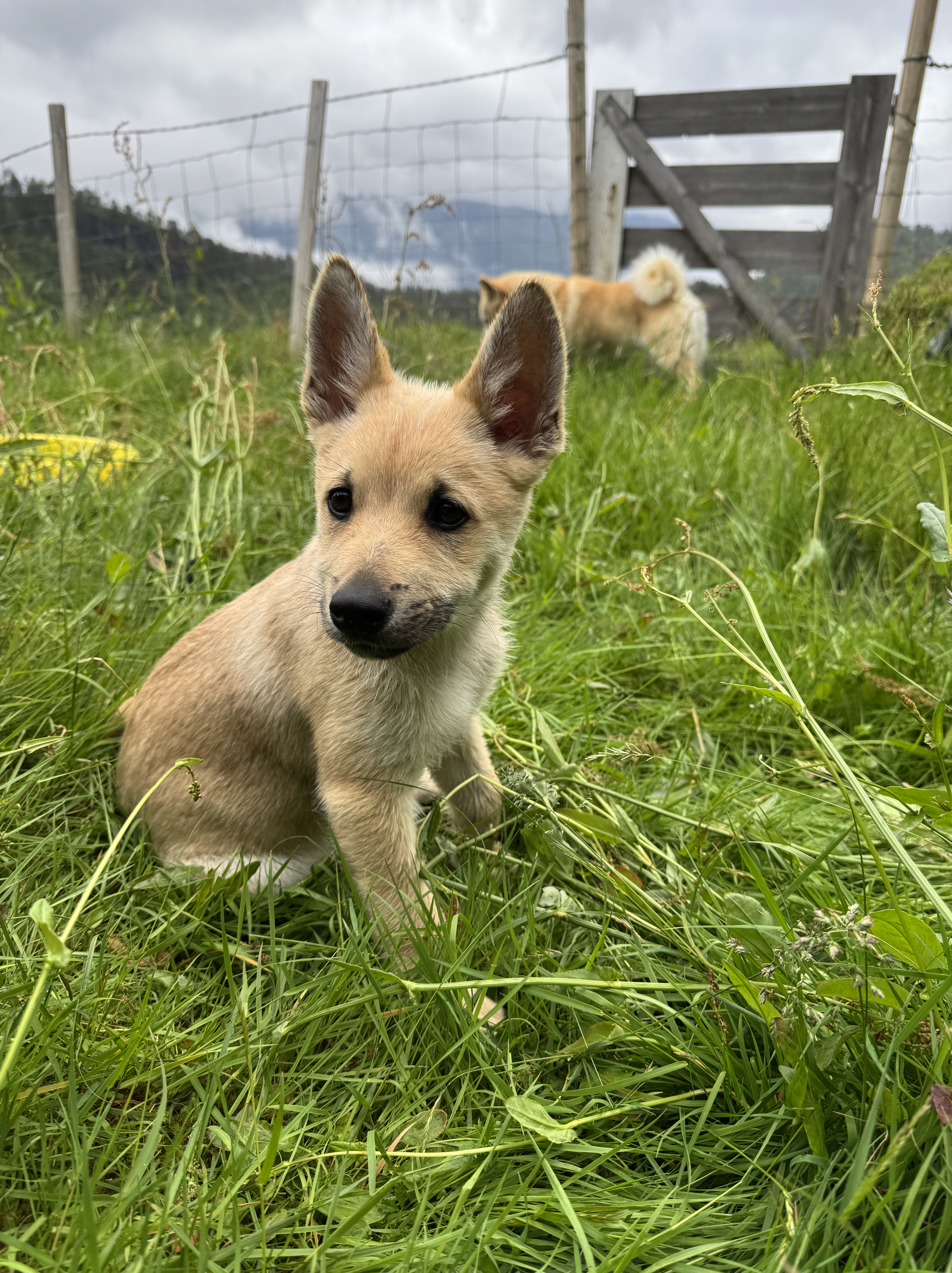 En valp sitter i gresset, en voksen hund står i bakgrunnen