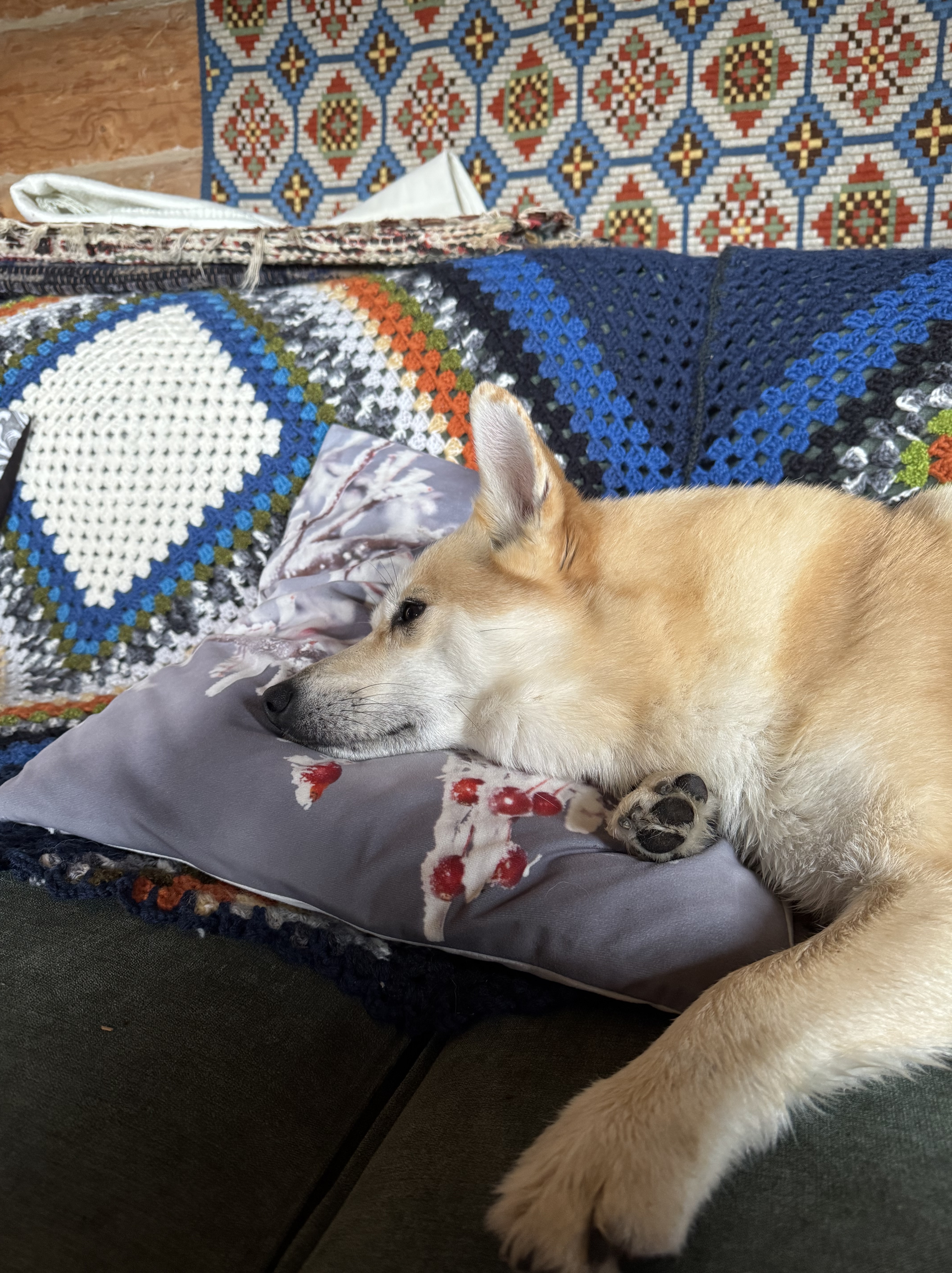 Hund ligger med hodet på sofapute