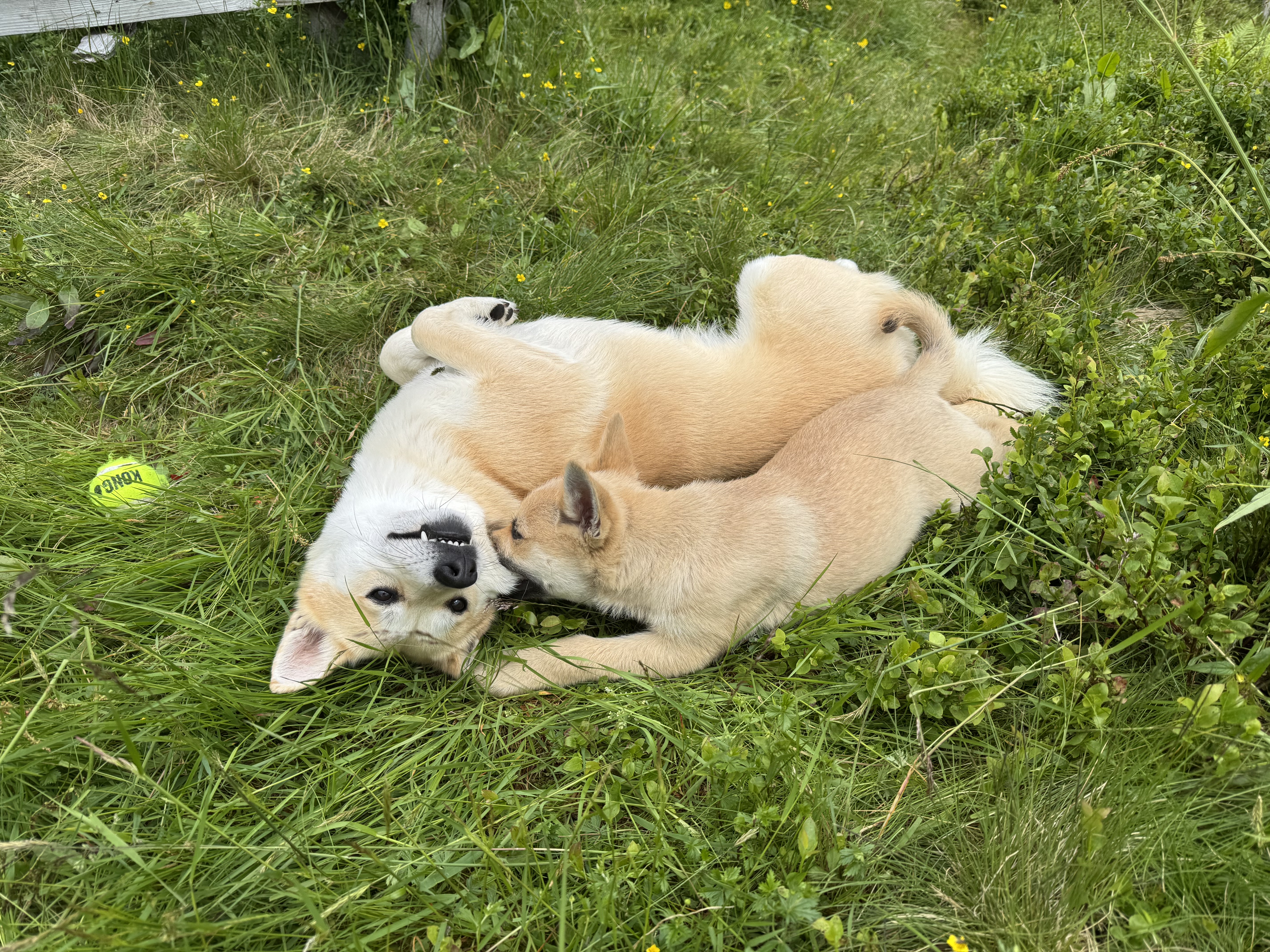 En valp og en voksen hund lekesloss i gresset.