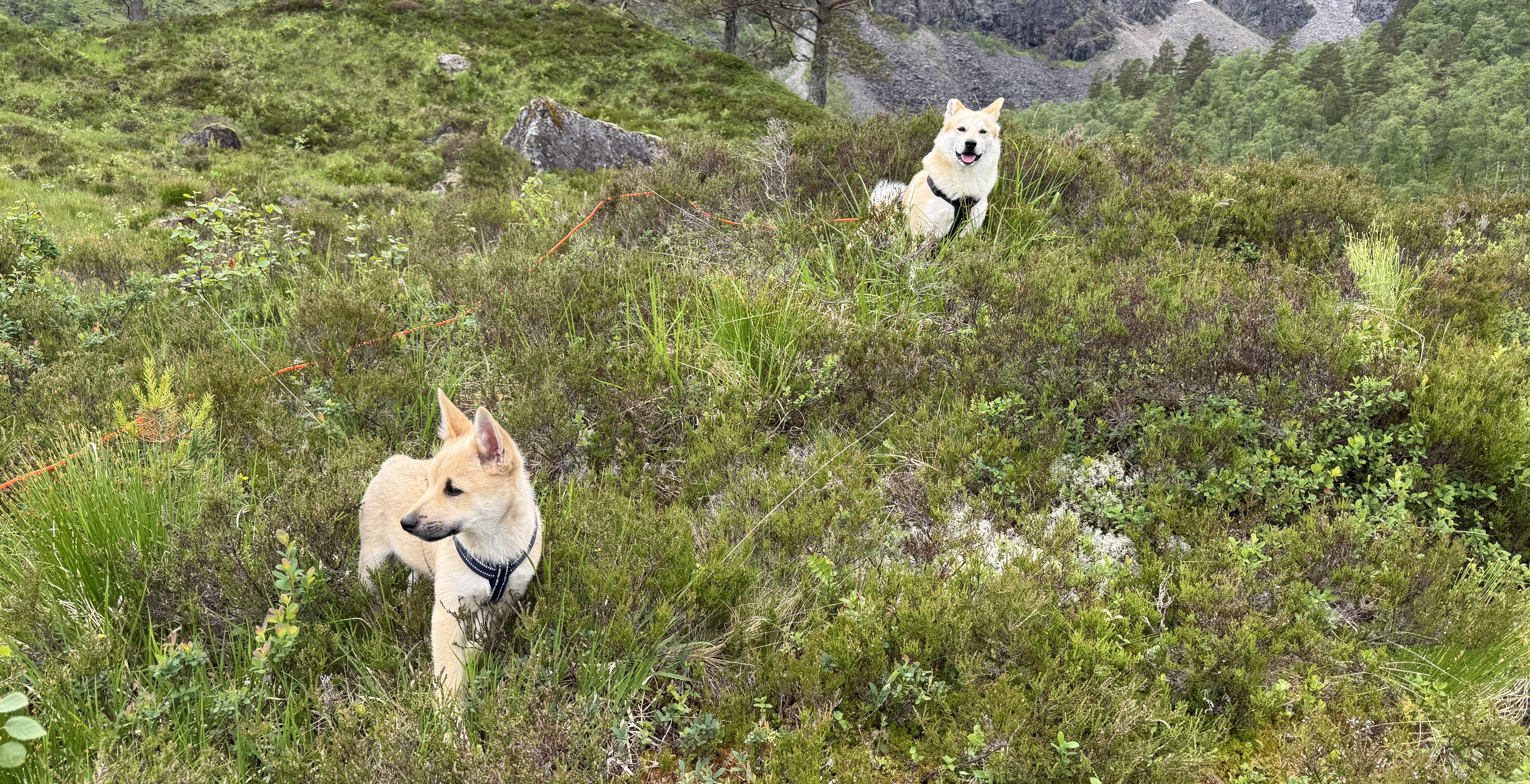 En valp og en voksen hund står i lyngen.