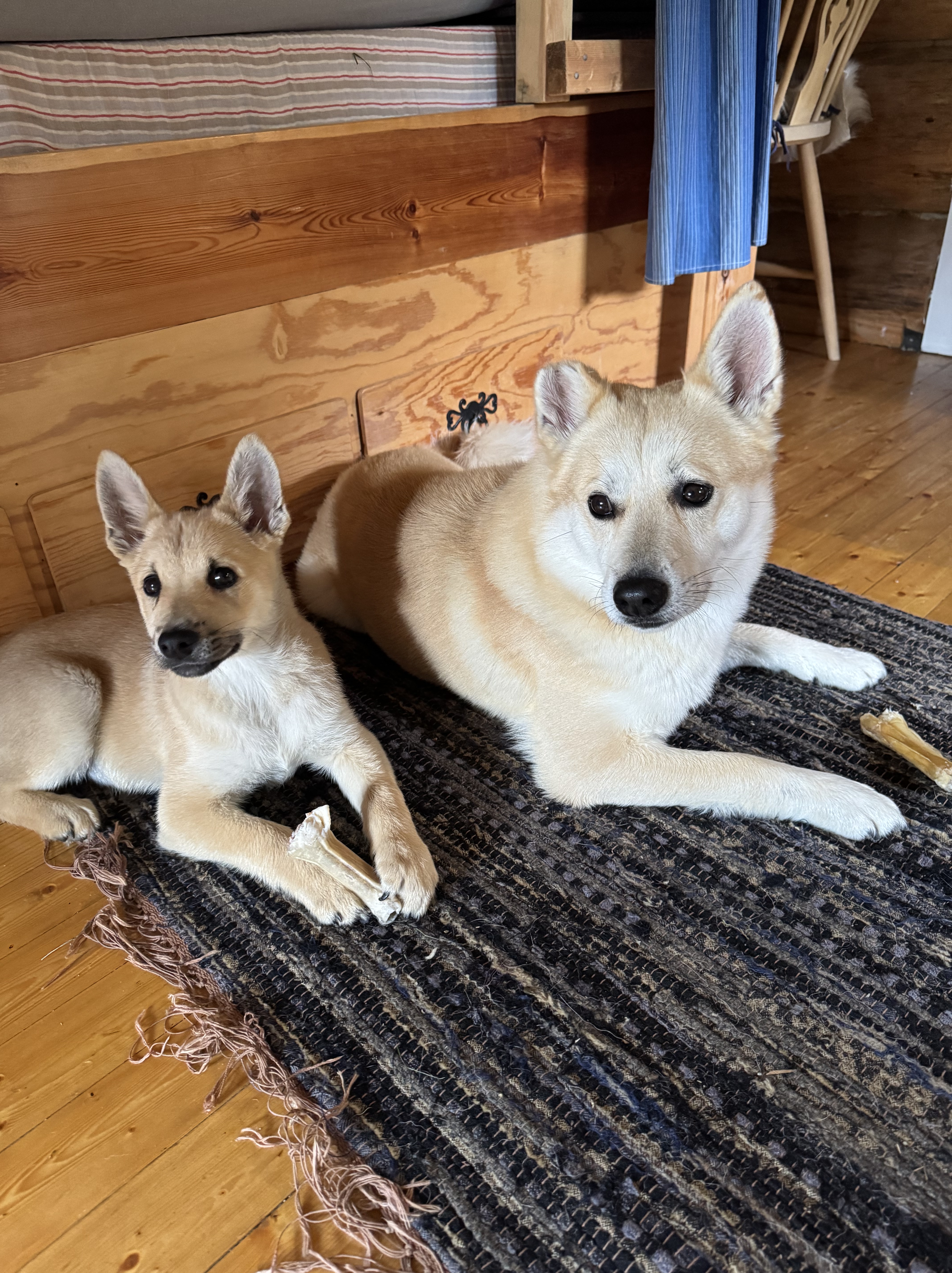 En voksen hund og en valp ligger på en fillerye.