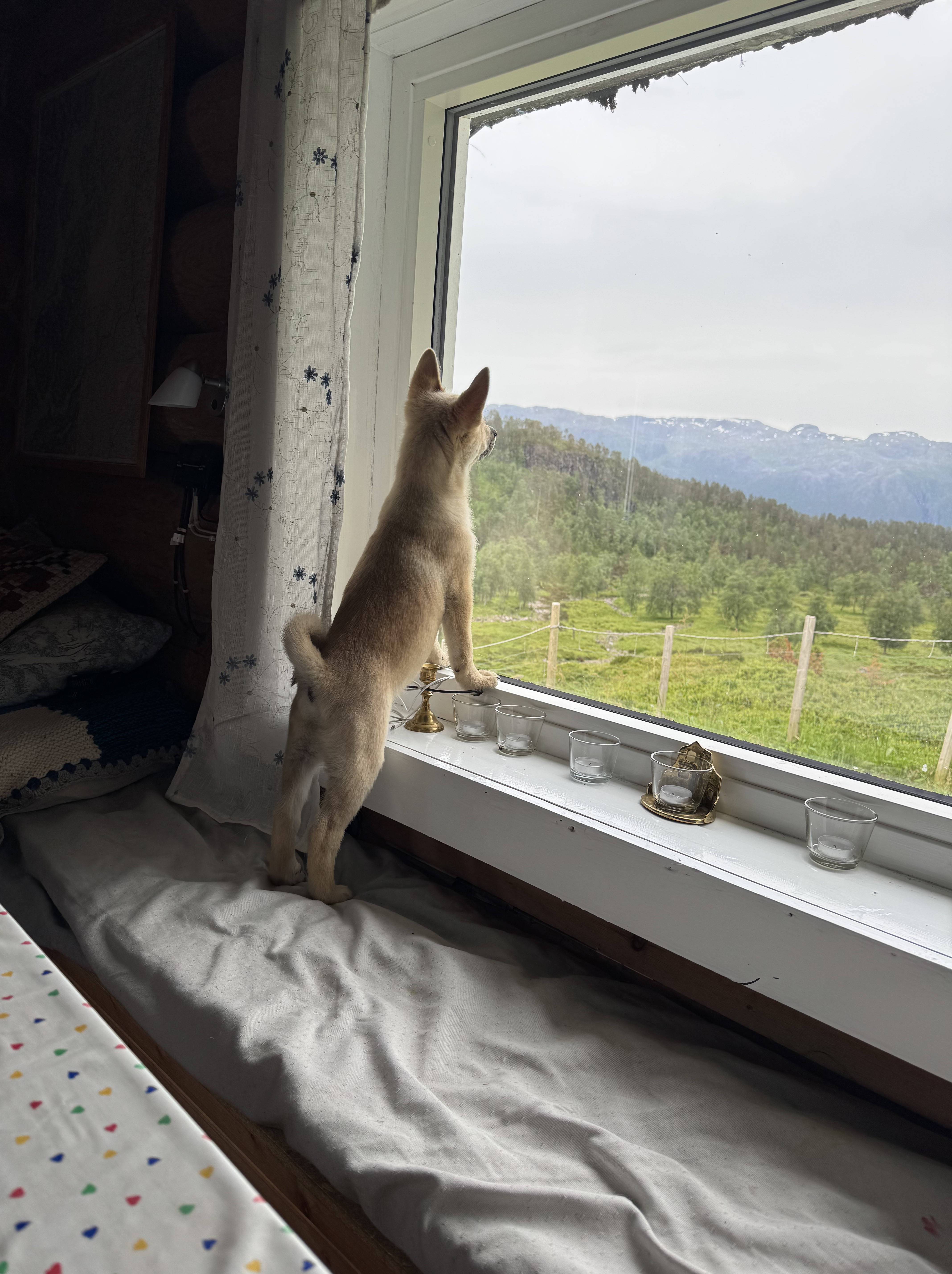 Valp stirrer ut av vindu på landskapet utenfor