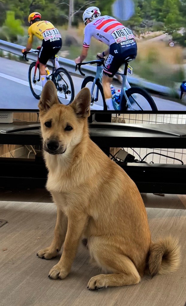 Valp foran TV-skjerm med bilde av to syklister 