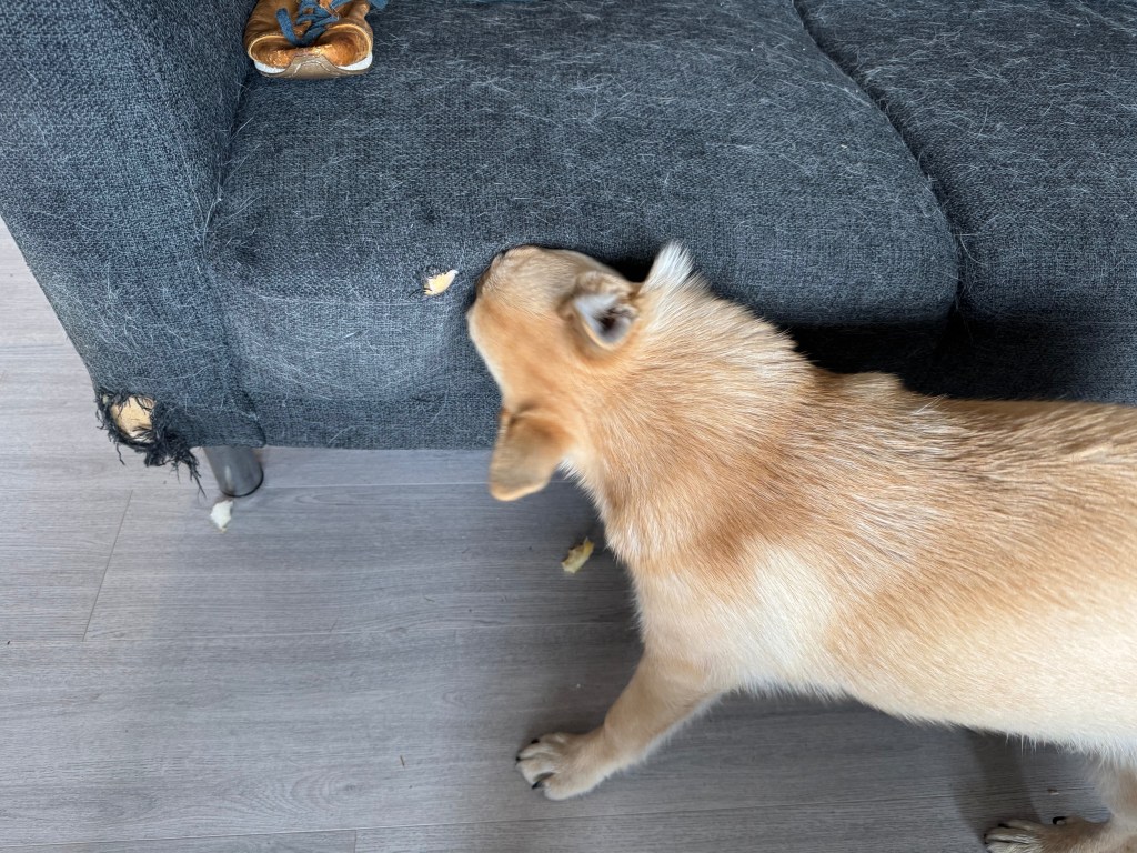 Hund gnager på sofa
